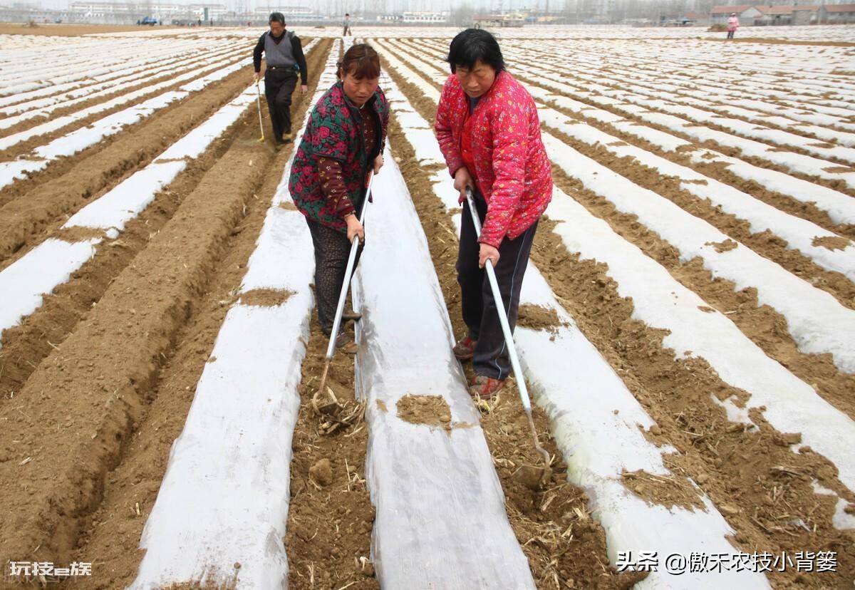 黑地膜和白地膜哪个效果好点(秋冬季节种植选择身颜色地膜)-图片9